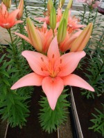 [4006 Bente s Favorite No02.JPG]